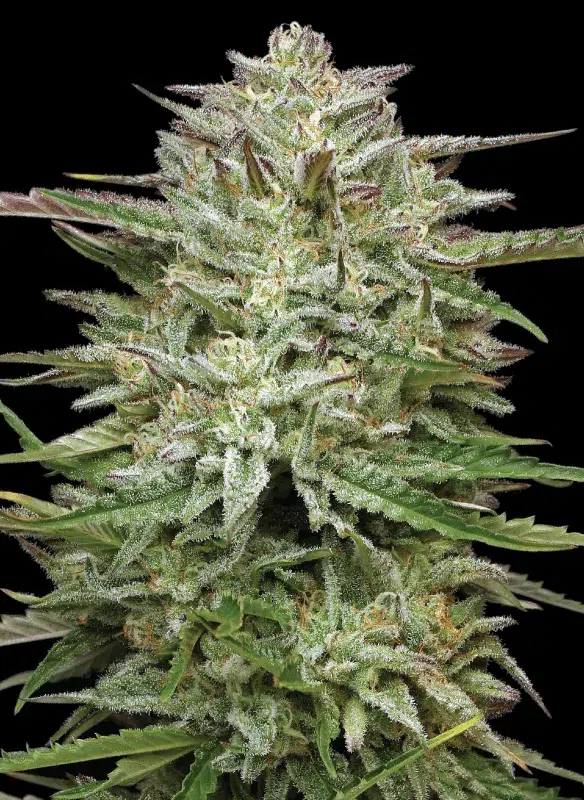 Pound Town Auto cannabis strain by Humboldt Seed Company, autoflowering hybrid with high yields, fruity candy-like flavors, medium height, and dense resin-coated buds.
