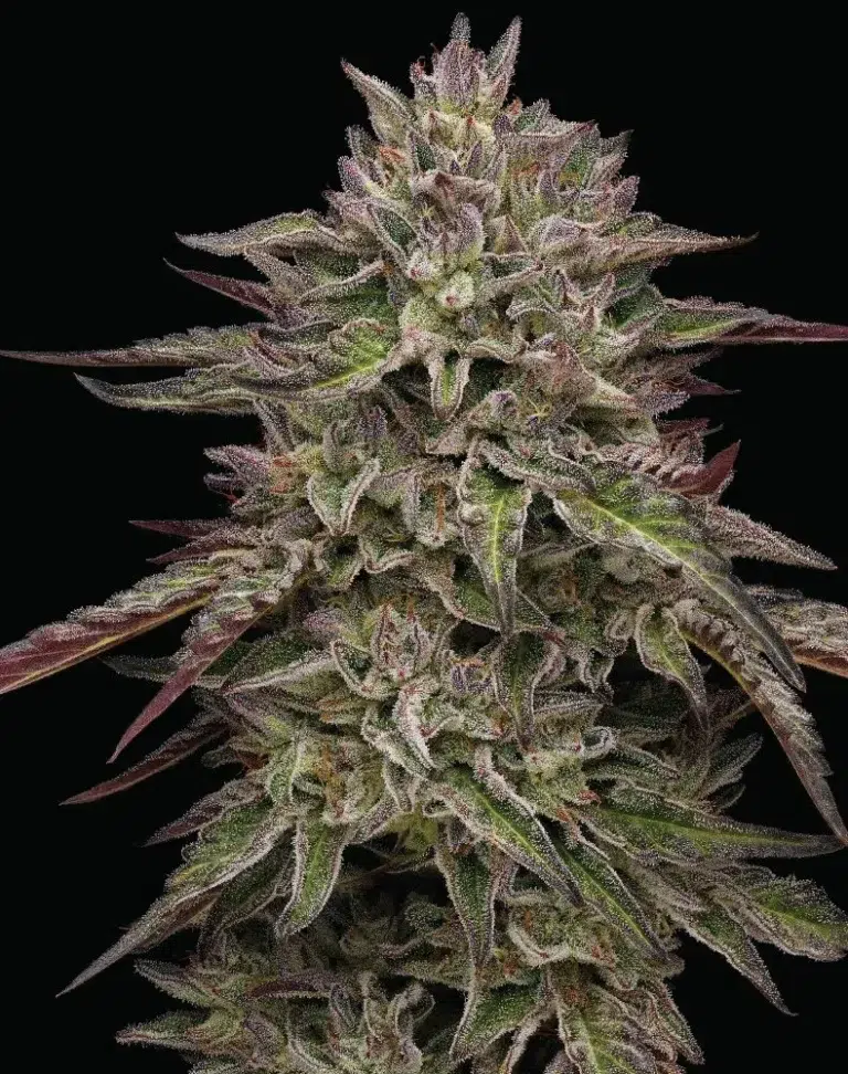“Royal Highness feminized cannabis buds shaped like regal scepters, dripping with resin and exuding skunk, pine, and orange fragrance—Humboldt Seed Company strain.”