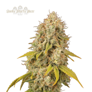 “A lanky, vigorous Santa Marta Haze plant by Seedstockers towering with fine leaves and resin-draped buds—each cola glistens with a tropical spice aroma headspace to match.”