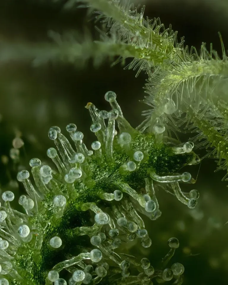 “Stoopid Fruits feminized cannabis buds—large, lime-green spades coated in trichomes with tropical papaya, mango, strawberry, and citrus aroma—Humboldt Seed Company & Slightly Stoopid strain.”