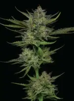 Sour Apple Auto - Image 2