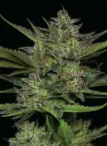 Sour Apple Auto cannabis strain by Humboldt Seed Company, autoflowering hybrid with sour green apple flavor, citrus notes, medium height, and high yields of resin-coated buds.