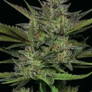 Sour Apple Auto cannabis strain by Humboldt Seed Company, autoflowering hybrid with sour green apple flavor, citrus notes, medium height, and high yields of resin-coated buds.