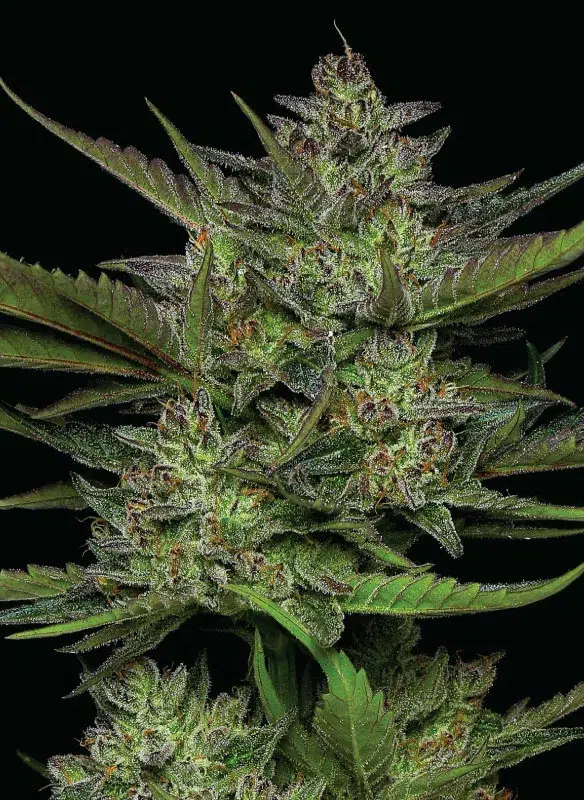 Sour Apple Auto cannabis strain by Humboldt Seed Company, autoflowering hybrid with sour green apple flavor, citrus notes, medium height, and high yields of resin-coated buds.