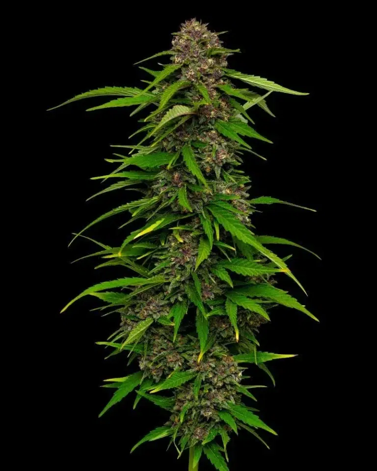 Squirt Auto cannabis strain by Humboldt Seed Company, autoflowering hybrid with tangy citrus flavors, medium height, high yield, and dense, resin-coated buds.