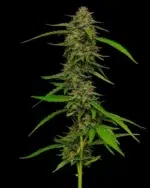 Strawberry Cheesecake Auto - Image 2