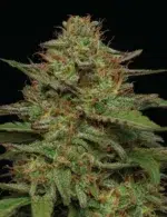 Strawberry Cheesecake Auto cannabis strain by Humboldt Seed Company, autoflowering hybrid with sweet strawberry and creamy cheesecake flavors, medium height, high yield, and dense resin-coated buds.