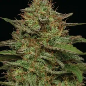 Strawberry Cheesecake Auto cannabis strain by Humboldt Seed Company, autoflowering hybrid with sweet strawberry and creamy cheesecake flavors, medium height, high yield, and dense resin-coated buds.