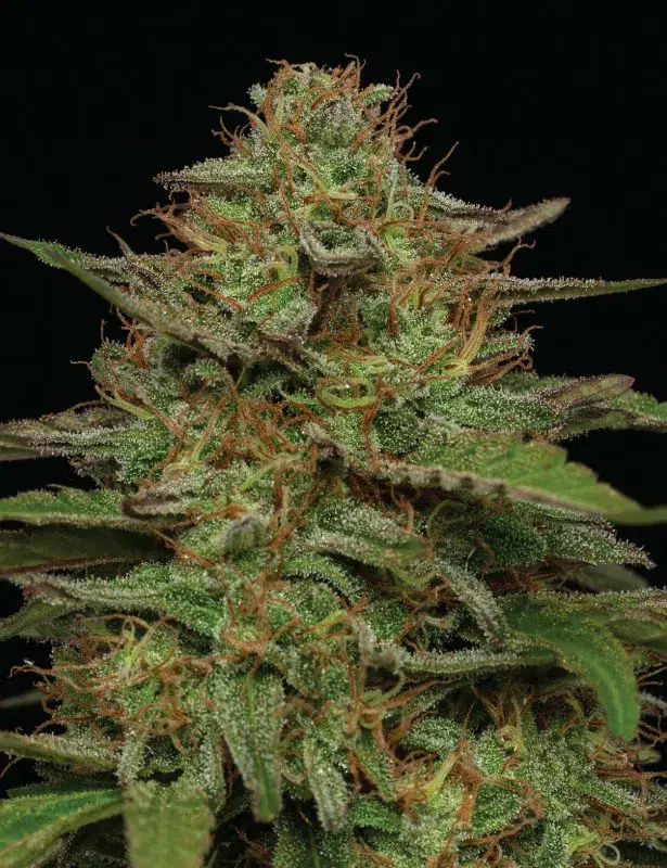 Strawberry Cheesecake Auto cannabis strain by Humboldt Seed Company, autoflowering hybrid with sweet strawberry and creamy cheesecake flavors, medium height, high yield, and dense resin-coated buds.