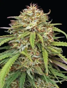 A lush, majestic, and beautiful cannabis plant full of buds, grown from 'Super High Life' cultivated by Humboldt Seed Company.