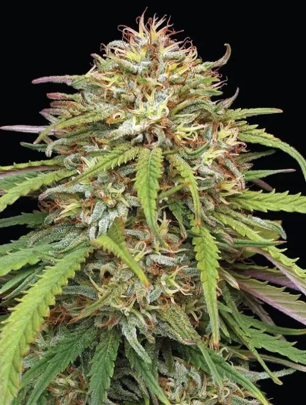 A lush, majestic, and beautiful cannabis plant full of buds, grown from 'Super High Life' cultivated by Humboldt Seed Company.
