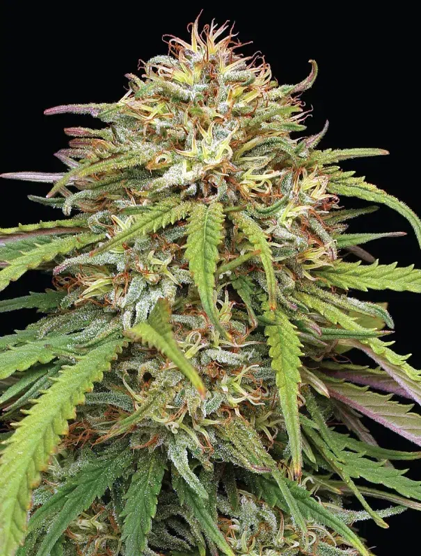 A lush, majestic, and beautiful cannabis plant full of buds, grown from 'Super High Life' cultivated by Humboldt Seed Company.