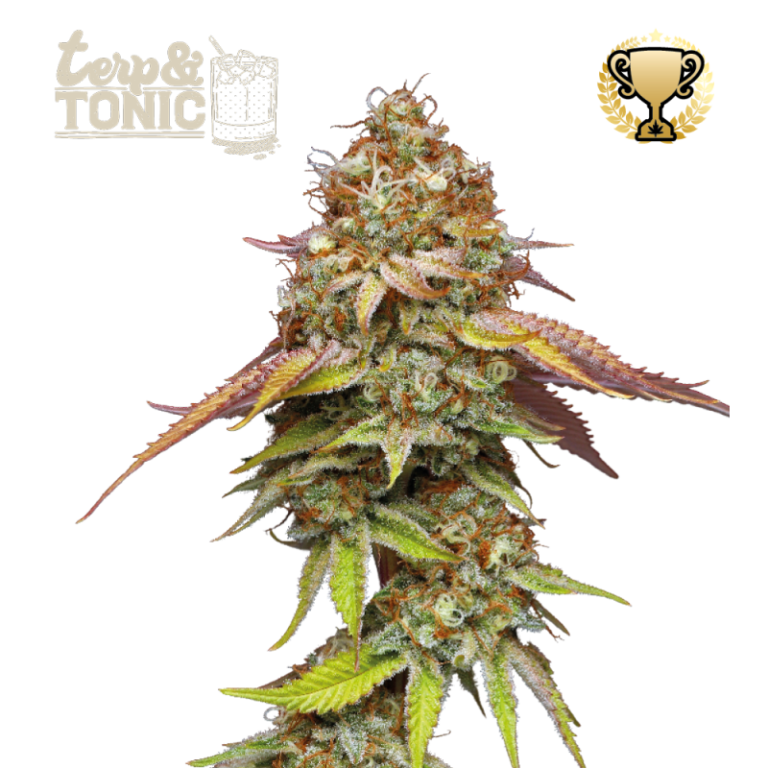 “Terp & Tonic© by Seedstockers: dense, resin-covered buds with green and amber hues; aroma of sour cherry, sweet liqueur, and citrus; balanced hybrid with uplifting effects.”