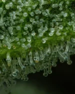 “The Bling feminized cannabis plant—dense purple-green buds glittering with trichomes like diamonds, emitting sweet floral, lime, and faint gas aroma—Humboldt Seed Company strain.”