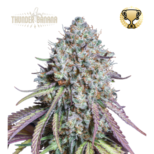 A lush, majestic, and beautiful cannabis plant full of buds, grown from Thunder Banana cultivated by Seedstockers.