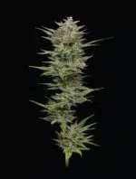 Trainwreck Auto - Image 2