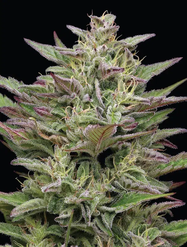 Trainwreck Auto cannabis strain by Humboldt Seed Company, autoflowering sativa-dominant hybrid with pine, lemon, and earthy flavors, medium height, high yield, and dense trichome-coated buds.