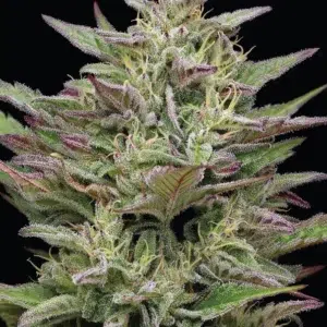“Trainwreck feminized cannabis buds—tall, resinous flowers with dense trichomes and spiced citrus-wood aroma, embodying high-energy sativa waves—Humboldt Seed Company strain.”