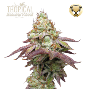 “Tropical Zmoothie© by Seedstockers: dense, resinous buds with tropical green hues; aroma of sweet tropical fruit, grapefruit, and candy; balanced hybrid with playful, uplifting effects.”
