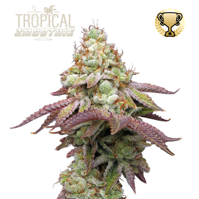 “Tropical Zmoothie© by Seedstockers: dense, resinous buds with tropical green hues; aroma of sweet tropical fruit, grapefruit, and candy; balanced hybrid with playful, uplifting effects.”