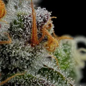 “Vanilla Crème Pie feminized cannabis buds—tall, dense colas frosted with trichomes, exuding vanilla pastry, creamy Boston-cream, and sweet fuel aroma—Humboldt Seed Company strain.”