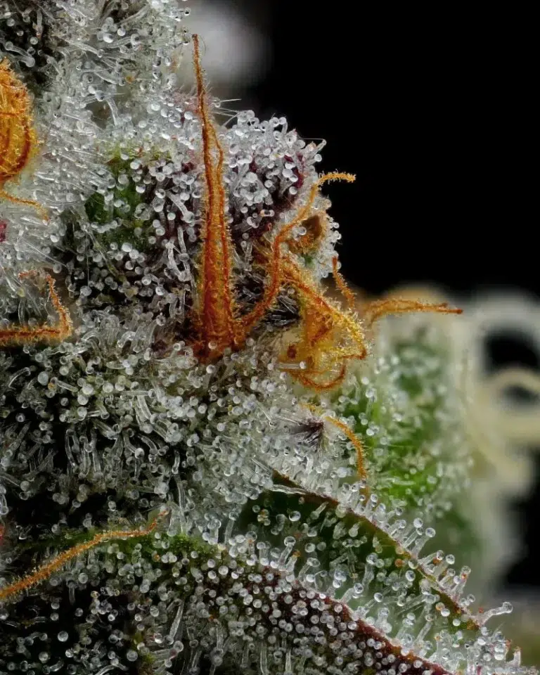 “Vanilla Crème Pie feminized cannabis buds—tall, dense colas frosted with trichomes, exuding vanilla pastry, creamy Boston-cream, and sweet fuel aroma—Humboldt Seed Company strain.”