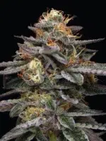 A lush, resin-covered cannabis plant full of dense buds, showcasing the frosty beauty and sweet vanilla essence of ‘Vanilla Frosting Auto’ cultivated by Humboldt Seed Company.