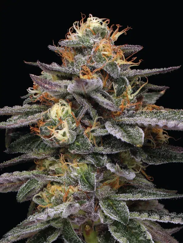 A lush, resin-covered cannabis plant full of dense buds, showcasing the frosty beauty and sweet vanilla essence of ‘Vanilla Frosting Auto’ cultivated by Humboldt Seed Company.