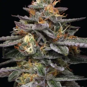 “Vanilla Frosting feminized cannabis buds—tall, dense, resin-drenched flowers with creamy vanilla frosting aroma and subtle fuel undertones—Humboldt Seed Company strain.”