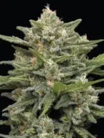 A lush, resin-drenched cannabis plant with dense buds, showcasing the creamy and coffee-inspired elegance of ‘Vanilla Latte Auto’ cultivated by Humboldt Seed Company.