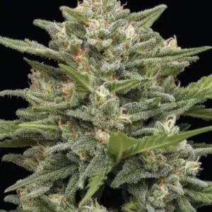 A lush, resin-drenched cannabis plant with dense buds, showcasing the creamy and coffee-inspired elegance of ‘Vanilla Latte Auto’ cultivated by Humboldt Seed Company.