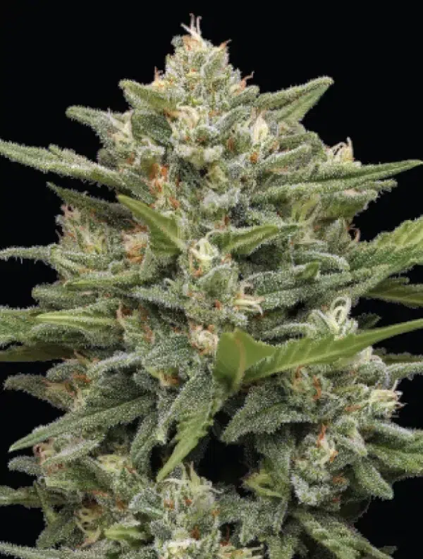 A lush, resin-drenched cannabis plant with dense buds, showcasing the creamy and coffee-inspired elegance of ‘Vanilla Latte Auto’ cultivated by Humboldt Seed Company.