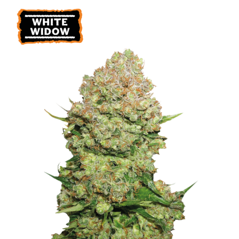 “Seedstockers White Widow with frosted, bright-green buds, thick trichome coverage, and tidy orange pistils; a classic earthy herbal aroma rising from compact, resinous colas.”