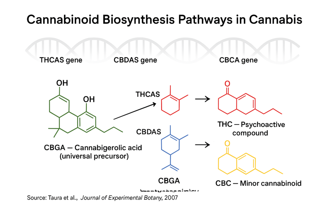 "Scientific diagram of cannabinoid biosynthesis showing CBGA as the precursor molecule converted into THC, CBD, and CBC through specific enzymes (THCAS, CBDAS, CBCA). DNA gene clusters controlling each enzyme are illustrated alongside chemical structures of the cannabinoids."