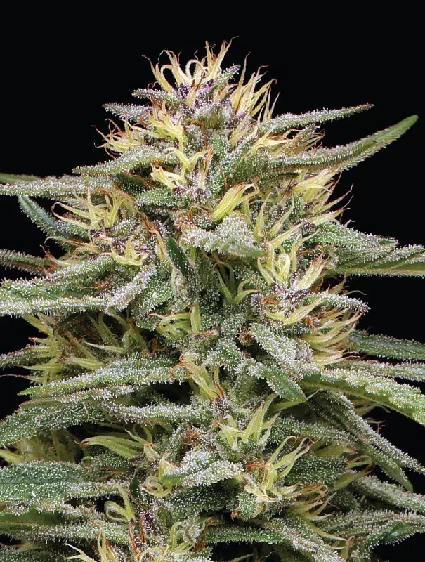 “Raspberry Parfait feminized cannabis buds—tall spires coated in glistening trichomes with orange pistils, exuding raspberry, creamy yogurt, and vanilla dessert aroma—Humboldt Seed Company strain.”