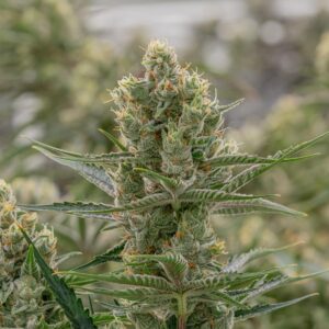 “A macro view of 24K buds by Crockett Family Farms: dense, resin-laden nugs in green-gold hues with bright orange pistils — merging Tangie’s citrus shine and Kosher Kush’s dank richness.”