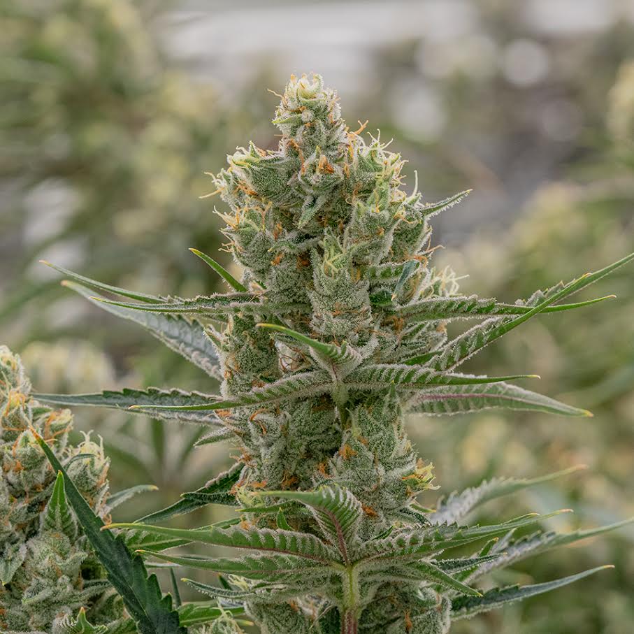 “A macro view of 24K buds by Crockett Family Farms: dense, resin-laden nugs in green-gold hues with bright orange pistils — merging Tangie’s citrus shine and Kosher Kush’s dank richness.”