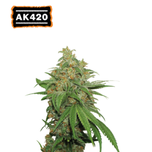 “AK420 Autoflower by Seedstockers — tall, resin-drenched buds on bushy, sativa-leaning plant; aroma of sharp pine, citrus-fuel, and sweet skunk, matching official terpene notes.”