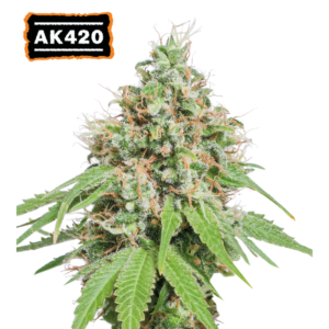 AK420 by Seedstockers — medium-tall plant with thumb-sized, resinous colas coated in sparkling trichomes; aroma suggests herbal pine and fuel with a sticky, citrus-tinged finish.