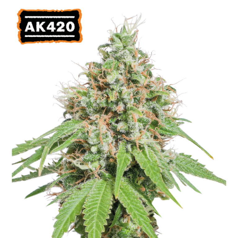 AK420 by Seedstockers — medium-tall plant with thumb-sized, resinous colas coated in sparkling trichomes; aroma suggests herbal pine and fuel with a sticky, citrus-tinged finish.
