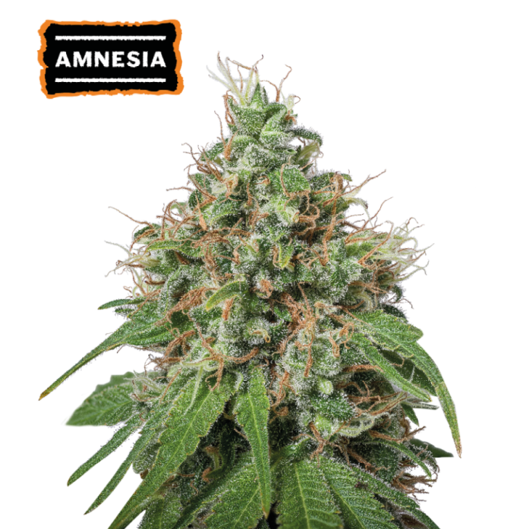 “Amnesia Haze by Seedstockers—tall, resin-soaked sativa with citrus and incense aromas, delivering heady, psychedelic clarity.”