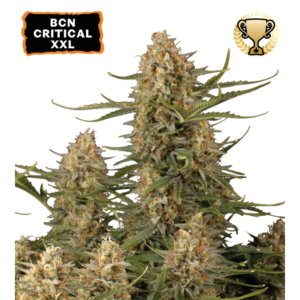 “BCN Critical XXL by Seedstockers — compact, heavy set plant with dense, resinous colas; aroma bursts of lemon/citrus with spicy herbal depth.”