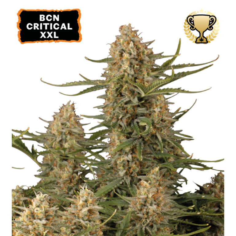 “BCN Critical XXL by Seedstockers — compact, heavy set plant with dense, resinous colas; aroma bursts of lemon/citrus with spicy herbal depth.”