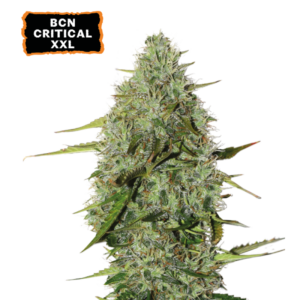 Dense, resin-glazed BCN Critical XXL Autoflower buds by Seedstockers, medium-height structure with vibrant citrus-spicy aroma hints, showcasing a heavy-harvest autoflower full of XXL potential cannabis.