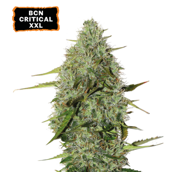 Dense, resin-glazed BCN Critical XXL Autoflower buds by Seedstockers, medium-height structure with vibrant citrus-spicy aroma hints, showcasing a heavy-harvest autoflower full of XXL potential cannabis.