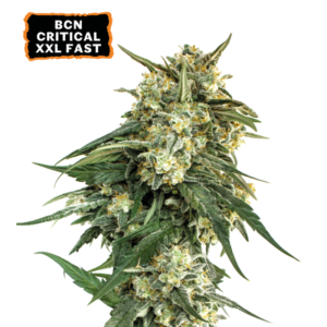 “BCN Critical XXL Fast by Seedstockers: medium-height, resin-heavy buds glistening under light, with a bold spicy-skunky-lemon aroma capturing its potent, fast, and relaxing nature.”