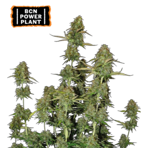 “BCN Power Plant Autoflower by Seedstockers — medium-sized plant with resin-coated colas; aroma of rich earth and spicy notes matching the official ‘Earthy Spicy’ profile.”
