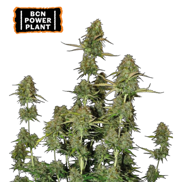“BCN Power Plant Autoflower by Seedstockers — medium-sized plant with resin-coated colas; aroma of rich earth and spicy notes matching the official ‘Earthy Spicy’ profile.”