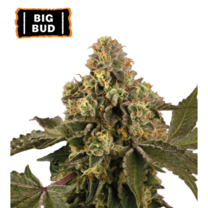 “Big Bud Autoflower by Seedstockers — compact yet sturdy plant bearing oversized, resin-drenched buds; aroma of deep earth and floral top notes with skunky undertones, as described in official profile.”
