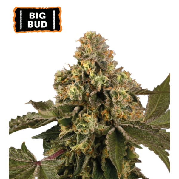 “Big Bud Autoflower by Seedstockers — compact yet sturdy plant bearing oversized, resin-drenched buds; aroma of deep earth and floral top notes with skunky undertones, as described in official profile.”
